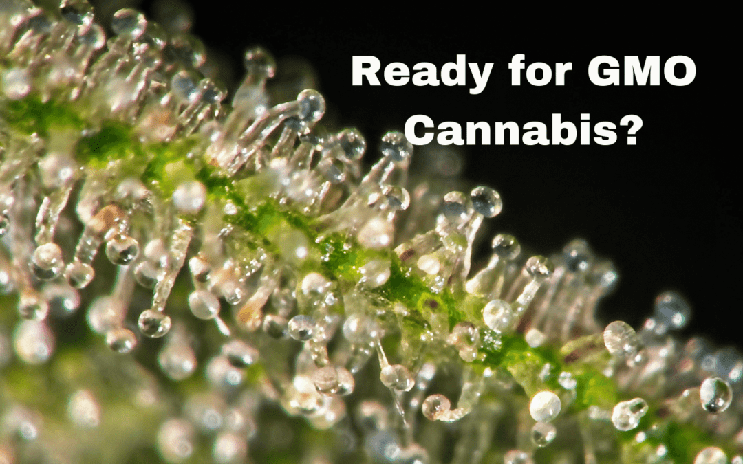 Exploring the Potential of Triploid Cannabis: Do we need it?