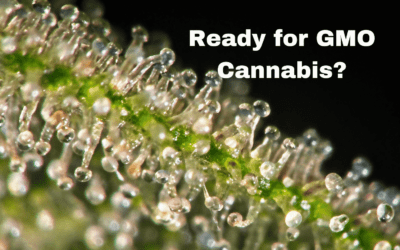 Exploring the Potential of Triploid Cannabis: Do we need it?