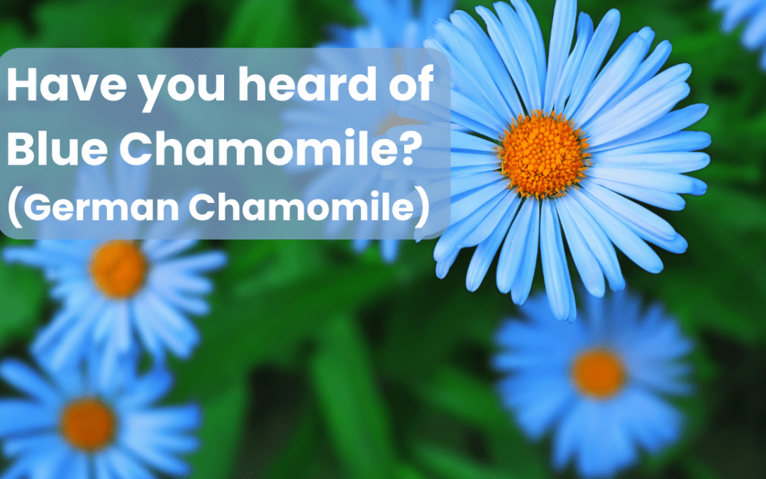 Have you heard of Blue Chamomile? (German Chamomile)
