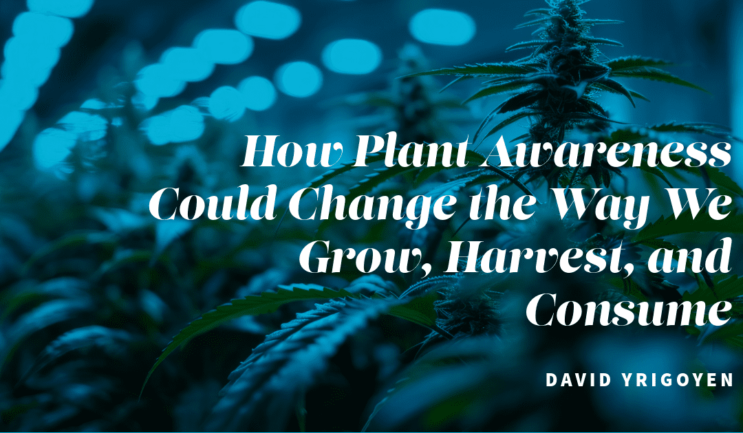 How Plant Awareness Could Change the Way We Grow, Harvest, and Consume Cannabis