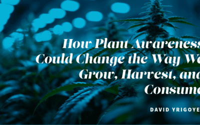 How Plant Awareness Could Change the Way We Grow, Harvest, and Consume Cannabis